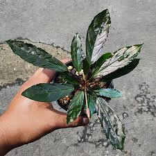 Image result for Sarcophrynium