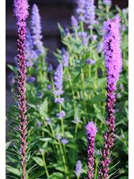 Image result for Xyris fugaciflora