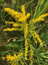Image result for Solidago juncea