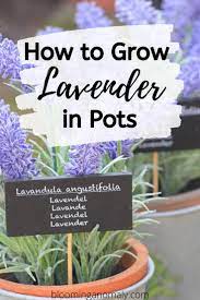 How To Grow Lavender In Pots Growing Lavender Growing Lavender Indoors Lavender Herb Garden