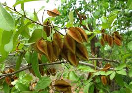 Image result for Combretum