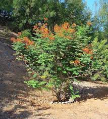 Image result for Caesalpinia rubra