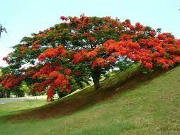 Chronological images of the painting in progression to finish framed work. 58 Flamboyant Trees Ideas Flowering Trees Beautiful Tree Poinciana
