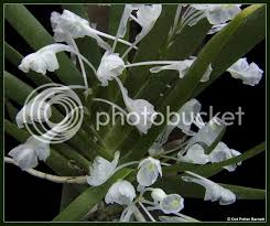 Image result for Podangis dactyloceras