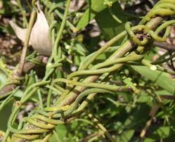 Image result for Cassytha filiformis