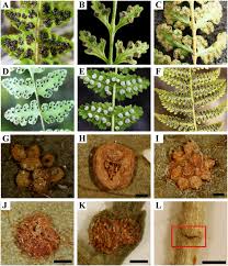 Image result for Woodsiaceae