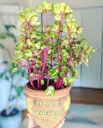 Image result for Iresine herbstii