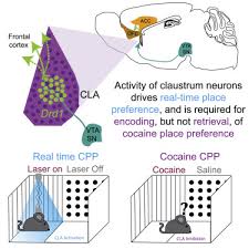 A booth in vanity fair. Claustral Neurons Projecting To Frontal Cortex Mediate Contextual Association Of Reward Sciencedirect