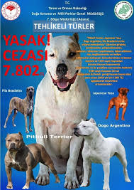 pitbull terrier japanese tosa dogo son dakika duzici facebook