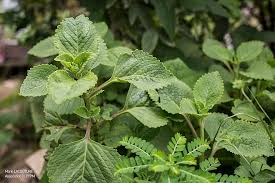 Image result for Plectranthus alboviolaceus