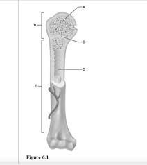 Solved What Does The Presence Of An Epiphyseal Plate In A | Chegg.Com