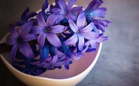 We did not find results for: Pinterest Fragrant Flowers Purple Flowers Beautiful Flowers
