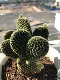 Maybe you would like to learn more about one of these? Fuzzy Little Pups Cactus