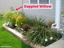 Growing dappled willow trees have leaves that are light green mottled with white in the spring and summer and the flamingo inspired new growth of deep pink color. Dappled Willow The Complete Guide Garden Sanity By Pet Scribbles