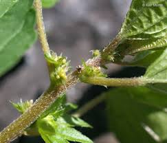 Image result for Acalypha polymorpha