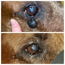 Guaranteed lowest prices · fast & free shipping Eye Care For Animals San Diego Ca Home Facebook
