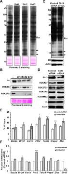 $15 (excl gst) | find your lecky's store; Identification Of Erasers For Lysine Crotonylated Histone Marks Using A Chemical Proteomics Approach Elife