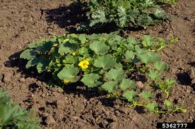 Image result for Cucumis ficifolius