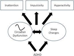 The Impact Of Methylphenidate On Circadian Rhythms And Clock Gene Expression Sciencedirect