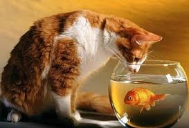 We did not find results for: Kenapa Kucing Suka Makan Ikan The Positive Power Of Sharing