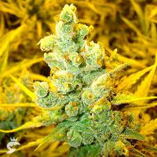 Humboldt seeds, the best american cannabis seed bank with the most superior cannabis strains for sale from top californian breeders! Top 4 Reputable Seed Banks In The Usa Indica Weed Seeds For Sale