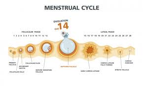 The Big O Ovulation Babymed Com