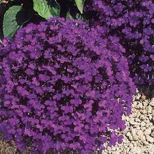 Bibitbunga.com, situs penyedia segala kebutuhan berkebun dan pertanian di indonesia. Benih Biji Bibit Bunga Lobelia Crystal Palace Ungu Tanaman Gantung Shopee Indonesia