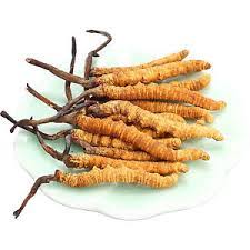 Buy cordyceps sinensis, ophiocordyceps sinensis, caterpillar fungus yarshagumba. Keeda Jadi Cordyceps Keeda Jadi Cordyceps