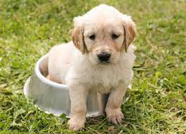 Wir sammeln bis zu 3.514 anzeigen von hunderten kleinanzeigen portalen für dich! Saarland Diese Hunde Suchen Ein Zuhause