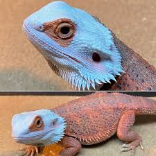 Image result for Pogonarthria refracta