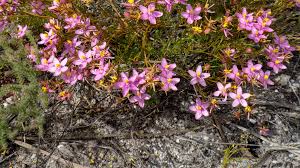 Image result for Chironia