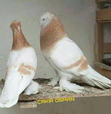 Pin By Yusuf Akcay On Pigeons Guvercinler Pigeon Breeds Pigeon Pictures Beautiful Birds