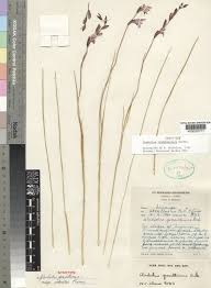 Image result for Gladiolus zimbabweensis