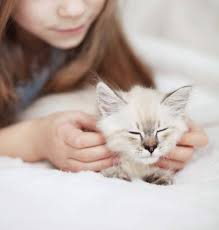 Aleha ist geimpft, gechipt und kastriert sowie negativ auf fiv und felv getestet. Katze An Neues Zuhause Gewohnen So Funktioniert S Tractive