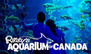 리플리 영화 속의 캐주얼한 주드로의 모습은 그냥 평범하다. Ripley S Aquarium Of Canada Located In Toronto Ontario