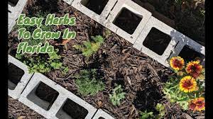 In Florida The Easiest And Most Popular Herbs To Grow Are Basil Cilantro Dill Lemon Balm Mint Oregano Parsley Easy Herbs To Grow Herbs Florida Gardening