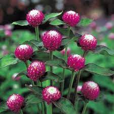 Gomphrena Seeds Gomphrena Higro Bicolor Rose 50 Seeds Gomphrena Globe Amaranth Dried Flower Arrangements Plants