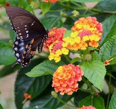 The species is native to east and southeastern parts of texas and attracts butterflies. Late Blooming Fall Flowers That Attract Butterflies Birds And Blooms