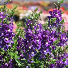 Image result for Angelonia