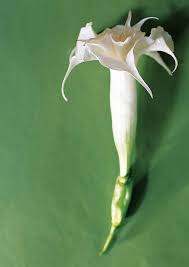 The only moon rocks that exist on earth were from the apollo missions. Moonflowers Sylphs Of The Night Visi