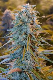 Seedlings and plants given plenty of blue light tend to stay short, with short stems and squat growth. Dutch Headshop Blog Male Or Female Cannabis Plant