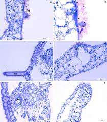 Image result for Synaptolepis alternifolia