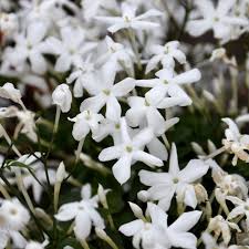 Image result for Jasminum