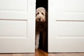 The most common reason is if your dog knows scratching at the door gets your attention, they will do it excessively. How To Stop Your Dog From Scratching The Door