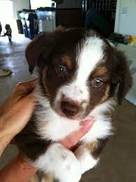 Courageous, loyal and affectionate, they are excellent children's companions that are great with active children. Pin By Monica Costa On Puppies Aussie Puppies Puppies Australian Shepherd Puppies