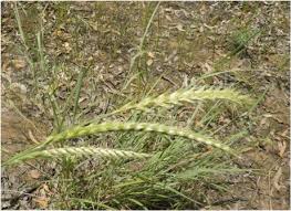 Image result for Elytrophorus spicatus