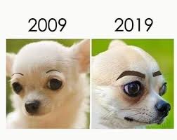 Makeup Memes Funny Can T Stop Laughing Dog With Eyebrows Chihuahua With Fake Eyebrows Memes Funny Makeup Memes Funny Animal Memes Funny Dog Memes