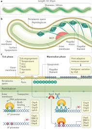 Burgdorferi exists in north america and europe and until 2016 was the only known cause of lyme disease in. Morphology And Cellular Architecture Of Borrelia Burgdorferi A Download Scientific Diagram