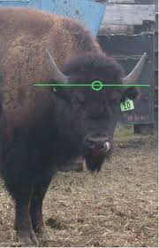 The bison's statistics can be used for almost any larger herd. Previsions Nationales De Circulation Bison Fute