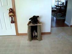 video puppy eats while sitting upright in chair bailey chairs dogs dog chair